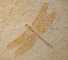 A fossil of a dragonfly