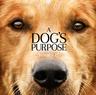 A Dog's Purpose thumbnail