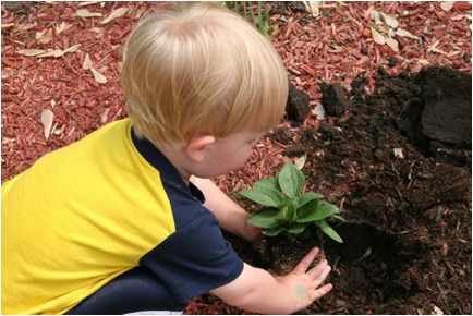 Description: Owen planting