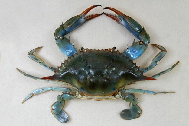 The Childrens Museum of Indianapolis - Atlantic blue crab.jpg