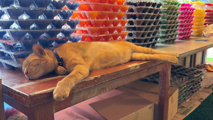 An orange cat we found sleeping at the candle shelf