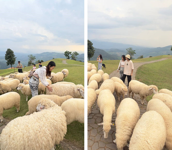 This is me touching a sheep’s buts because my boyfriend said it’s the softest part.