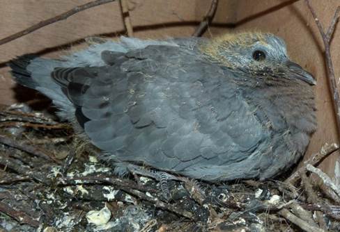 A dove working on dove dung