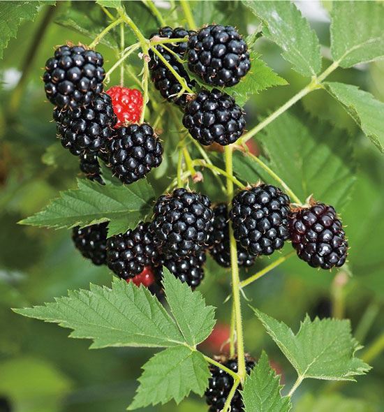 Blackberries