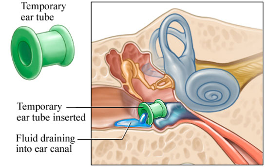 A cross-section of the ear