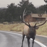 I Wonder Whether the Elk Did the Dance
