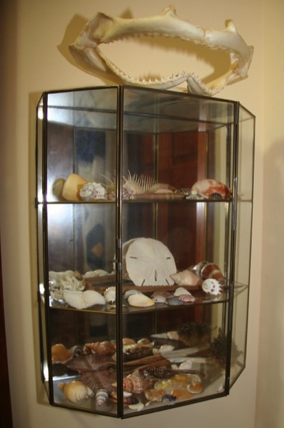 Case with fossils