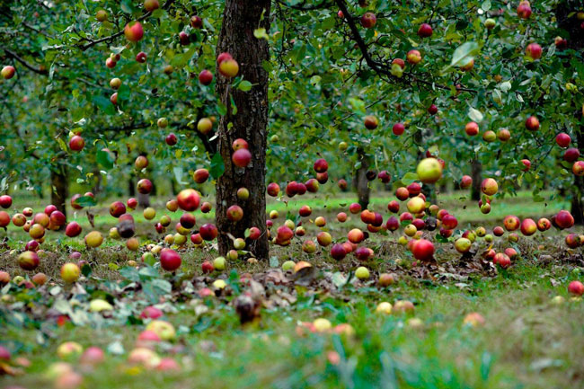 The apples are all falling from the tree.