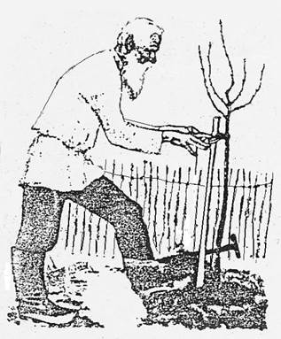 An old man planting a tree