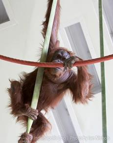 Orangutans at the zoo