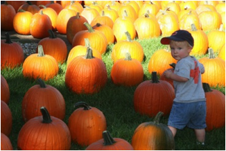 Description: Owen picking pumpkins