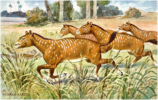 Description: https://upload.wikimedia.org/wikipedia/commons/8/84/Mesohippus.jpg