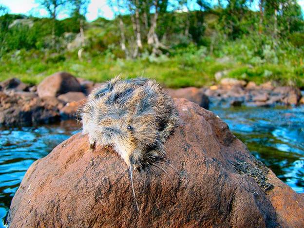 A drowned lemming