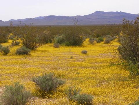 Death Valley Wildflowers