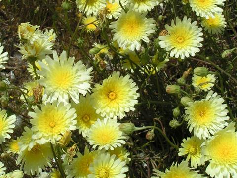 Death Valley Wildflowers