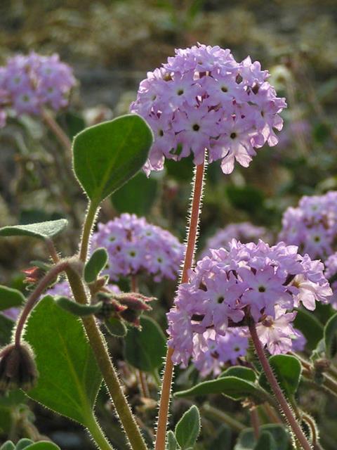 Death Valley Wildflowers