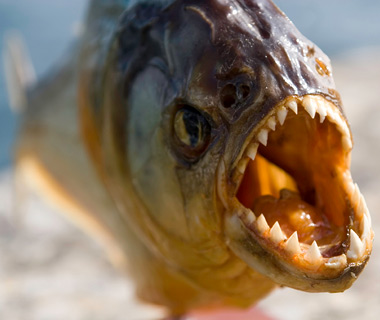 A deadly piranha