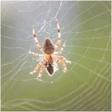 A Scottish spider