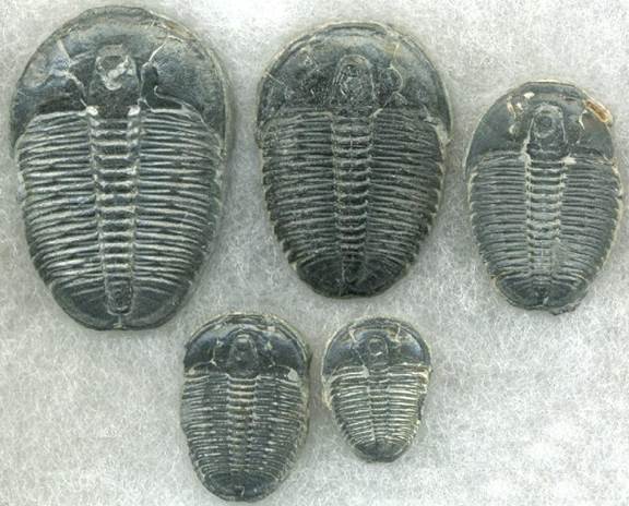 Trilobites