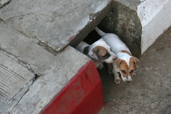 Puppies near their house