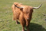 Highland Sheep And Cattle