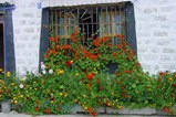 Flowers - Tibet