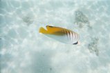 Bora Bora - fish