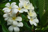 Moorea - flowers